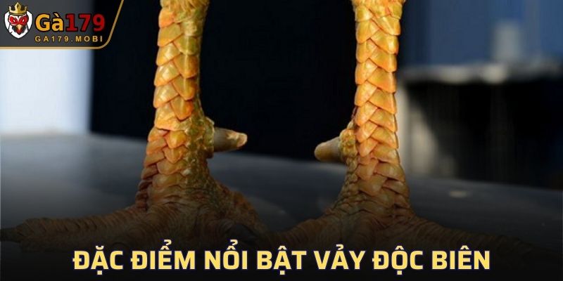 Một số đặc điểm của chiến kê sở hữu loại vảy hiếm