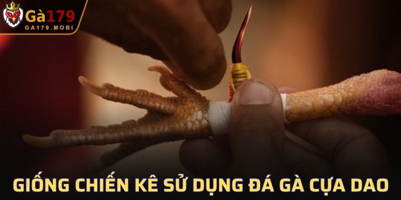 Một số giống chiến kê đang được sử dụng để tham gia vào đá gà cựa dao