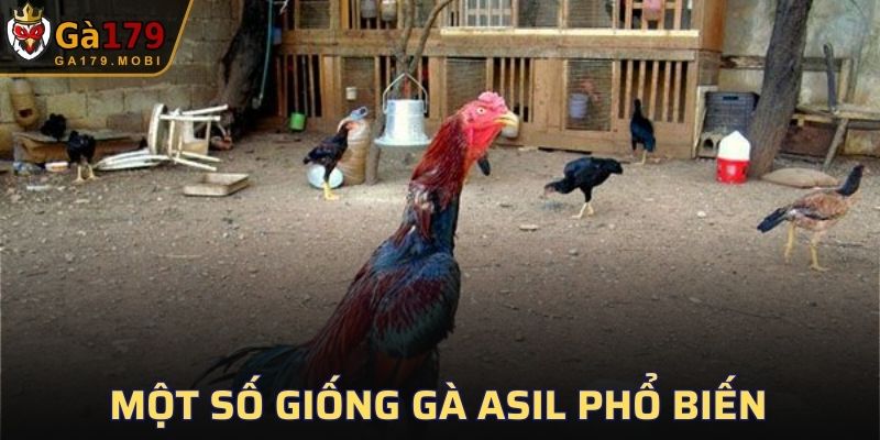 Một số giống gà Asil phổ biến