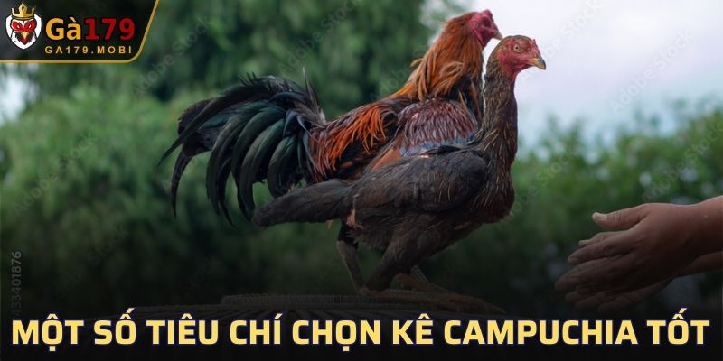 Một số tiêu chí chọn kê Campuchia tốt
