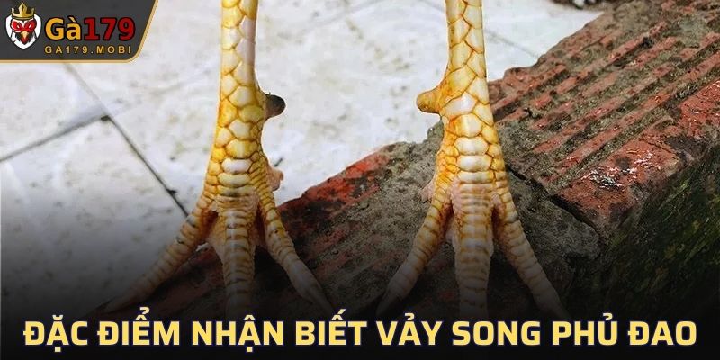Một vài điểm để bạn dễ nhận biết chiến kê có vảy Song Phủ Đao