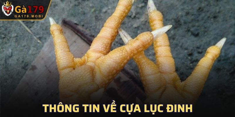 Nắm rõ hơn về Cựa Lục Đinh