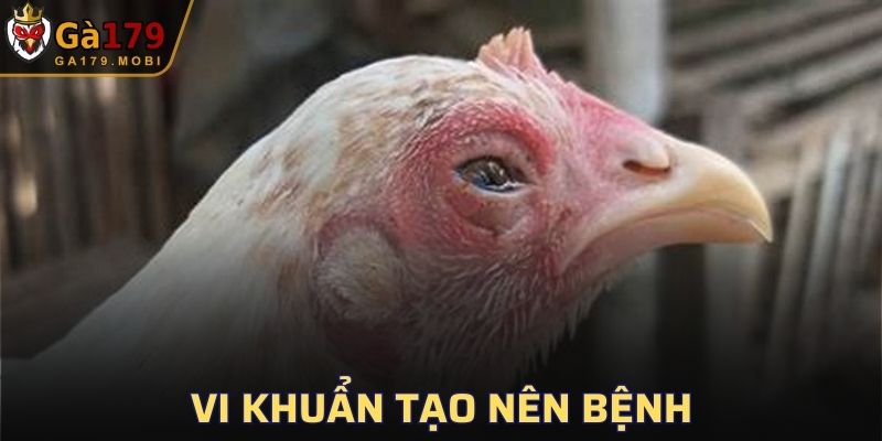 Nguyên nhân do các loại vi khuẩn
