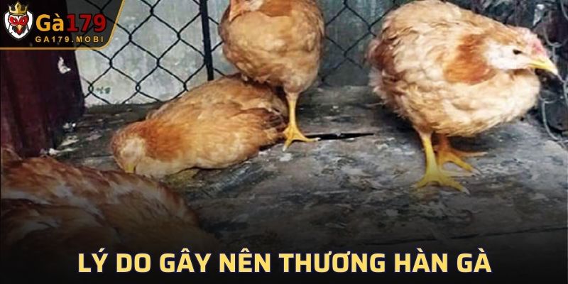 Nguyên nhân gây nên mầm bệnh thương hàn gà
