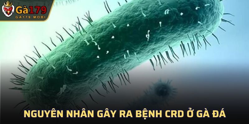 Nguyên nhân gây ra bệnh CRD ở gà đá