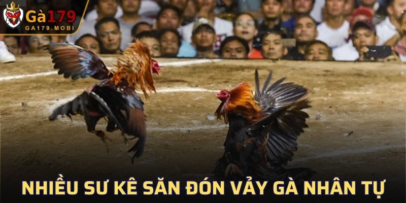 Nhiều sư kê săn đón vảy gà Nhân Tự quý hiếm