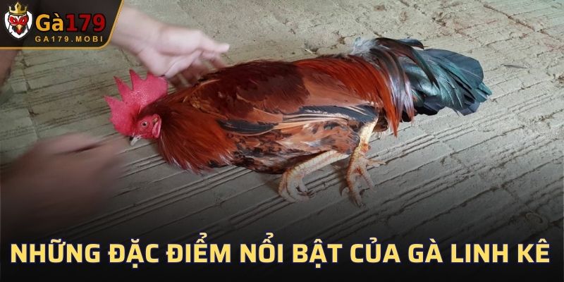 Những đặc điểm nổi bật của gà linh kê tại GA179