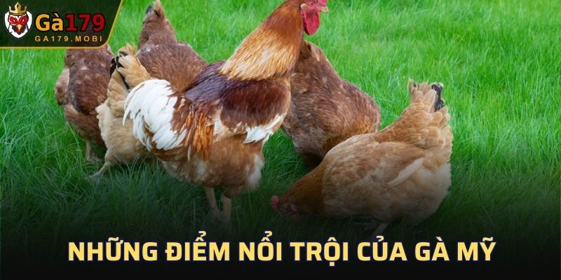 Những điểm nổi trội của gà Mỹ