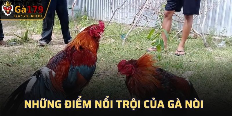 Những điểm nổi trội của gà nòi tại GA179