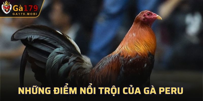 Những điểm nổi trội của gà Peru