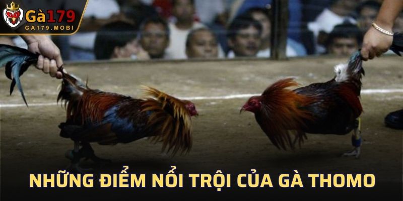 Những điểm nổi trội của gà Thomo