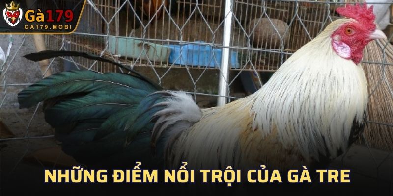 Những điểm nổi trội của gà Tre