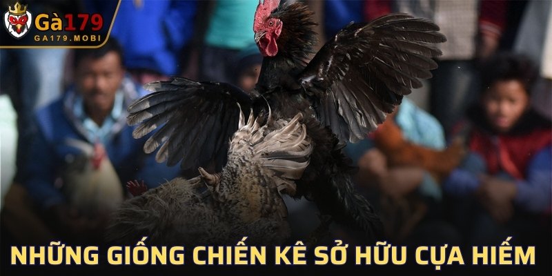 Những giống chiến kê sở hữu cựa hiếm
