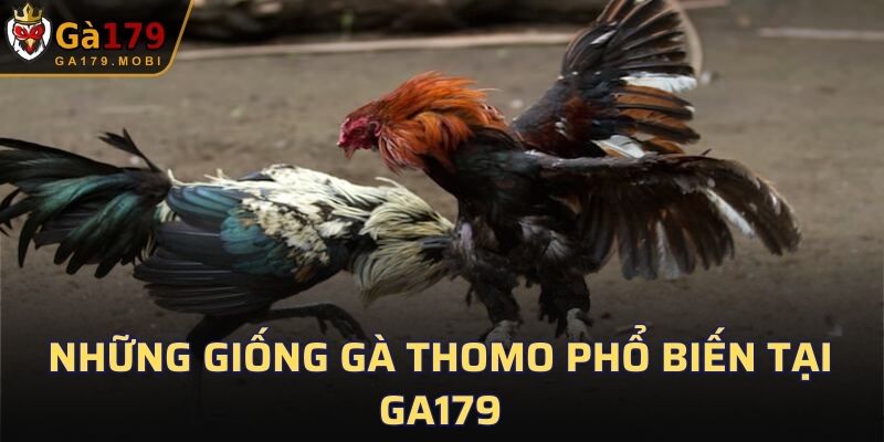 Những giống gà Thomo phổ biến tại GA179