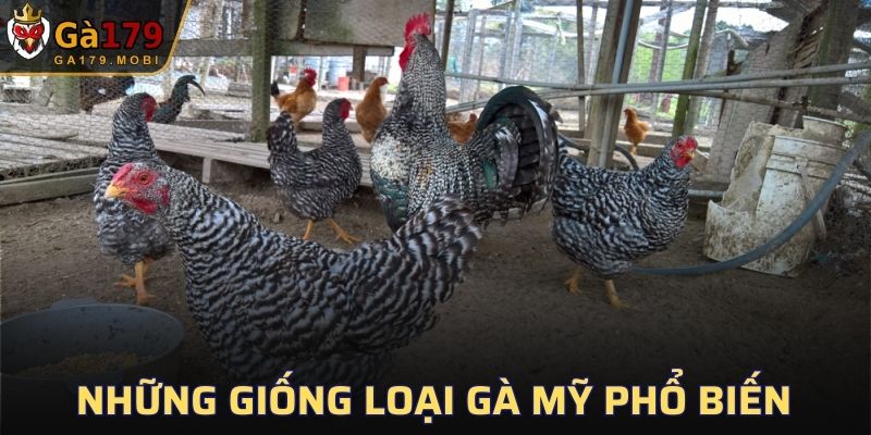 Những giống loại gà Mỹ phổ biến