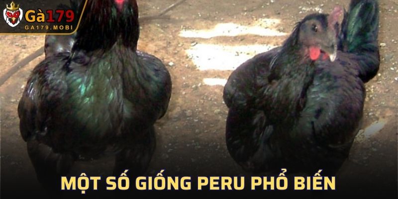 Một số giống Peru phổ biến