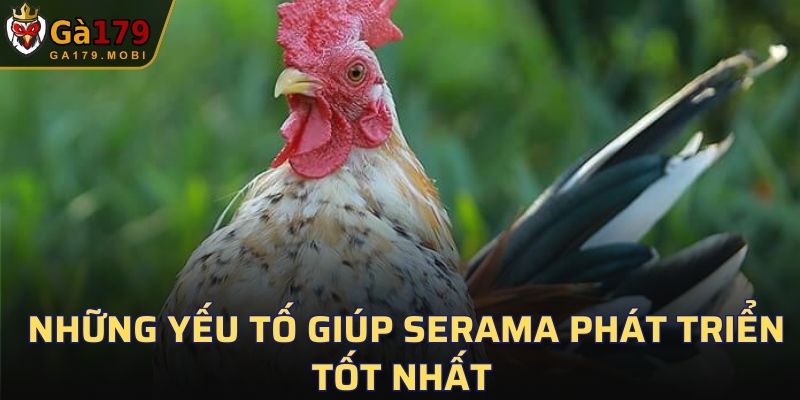 Những yếu tố giúp Serama phát triển tốt nhất