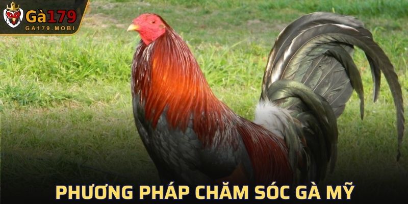 Phương pháp chăm sóc gà Mỹ