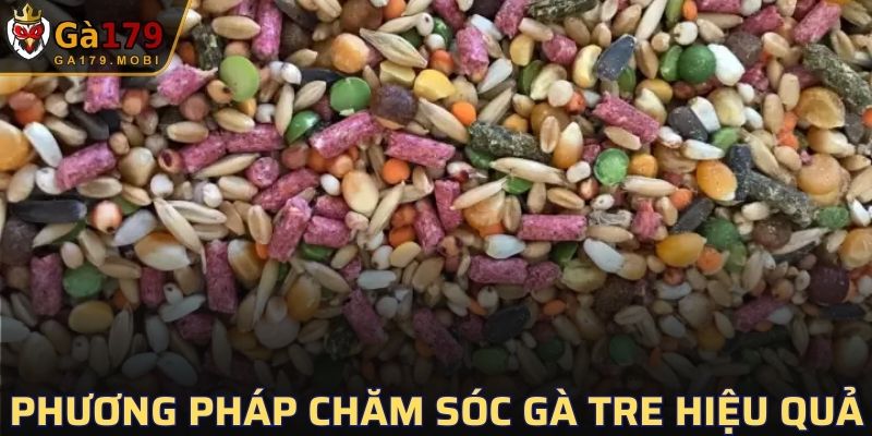 Phương pháp chăm sóc gà Tre hiệu quả