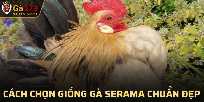Phương pháp chọn gà Serama chuẩn đẹp