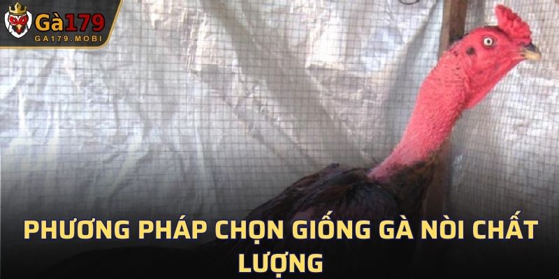 Phương pháp chọn giống gà nòi chất lượng
