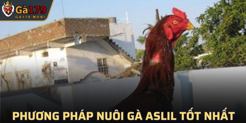 Phương pháp huấn luyện giống gà Asil