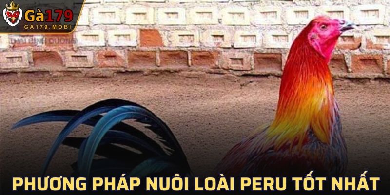 Phương pháp nuôi loài Peru tốt nhất