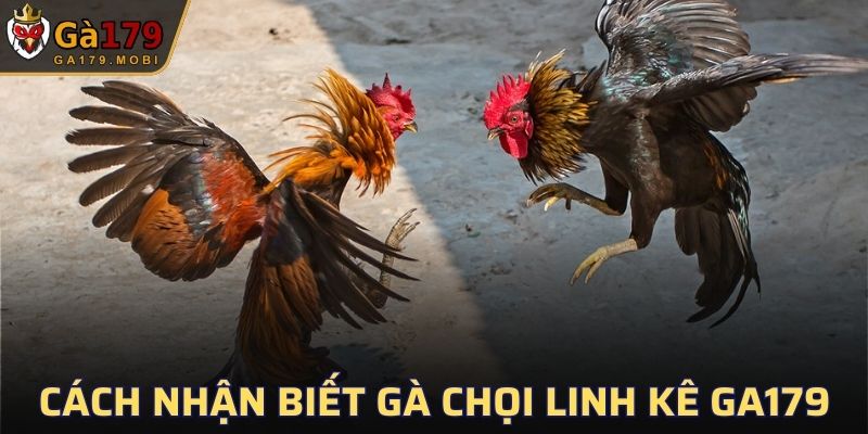 Quan sát màu mắt để chọn chiến kê tốt nhất