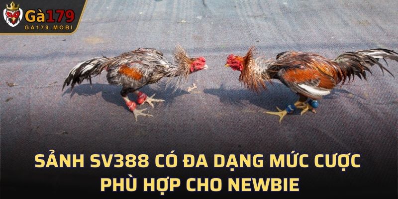 Sảnh SV388 có đa dạng mức cược khác nhau phù hợp cho newbie