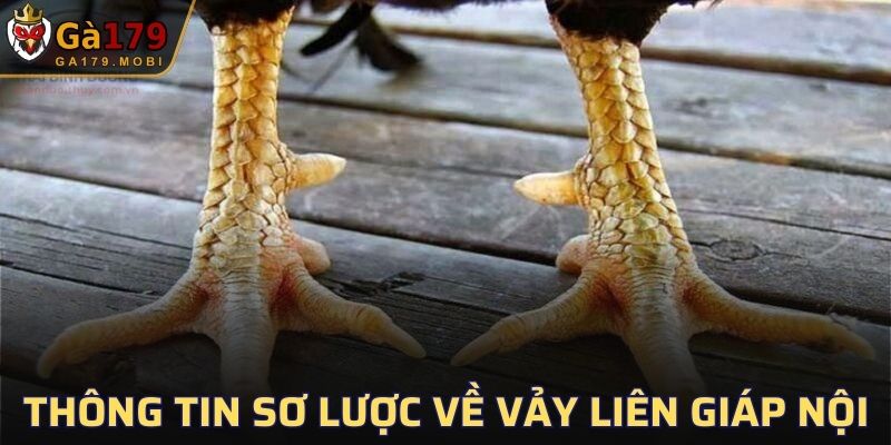 Sơ lược về loại vảy Liên Giáp Nội cho lính mới nắm rõ