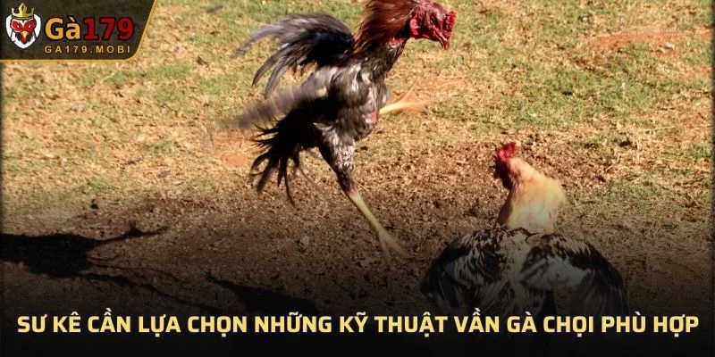 Sư kê cần lựa chọn những kỹ thuật vần gà chọi phù hợp