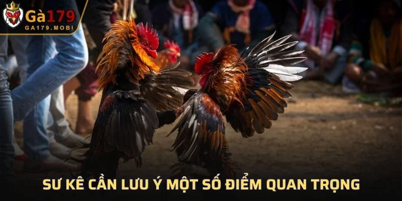 Sư kê cần lưu ý một số điểm quan trọng
