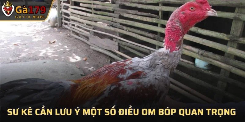 Sư kê cần lưu ý một số điều om bóp quan trọng
