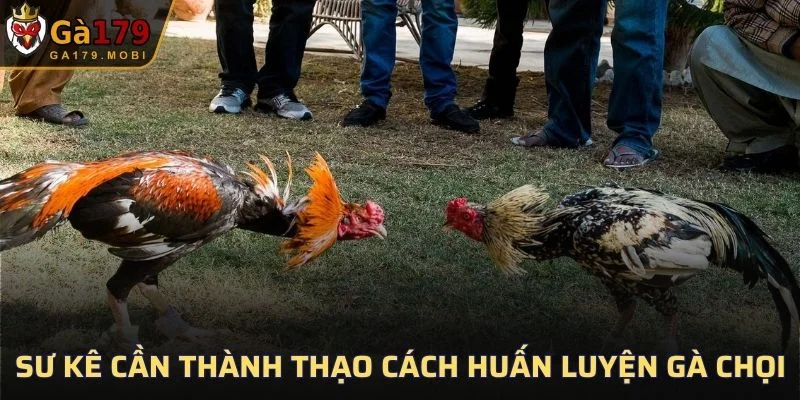 Sư kê cần thành thạo cách huấn luyện gà chọi