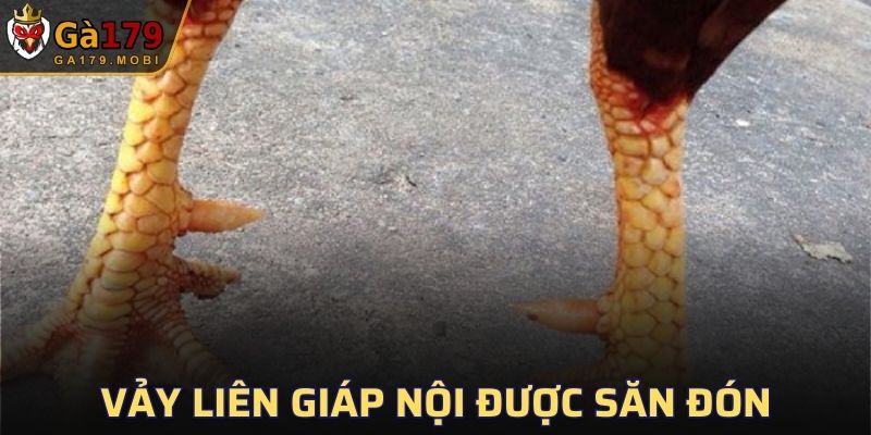Tại sao chiến kê sở hữu vảy Liên Giáp Nội này lại được nhiều người săn đón