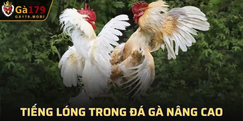 Tiếng lóng trong đá gà nâng cao