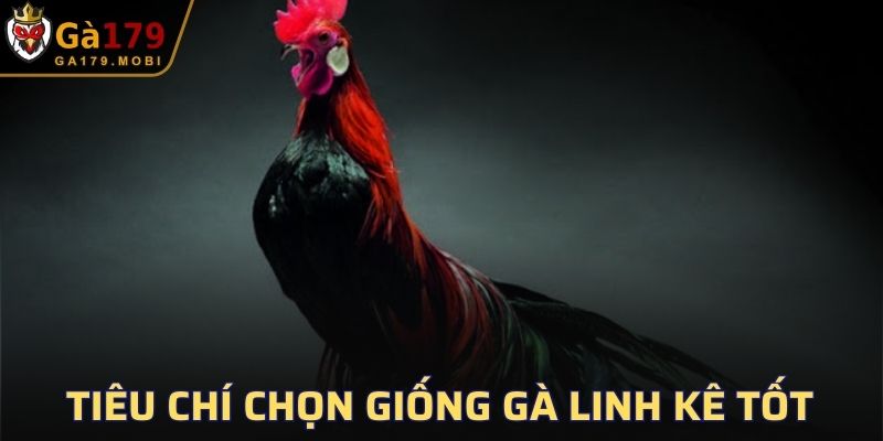 Tiêu chí chọn giống gà linh kê tốt