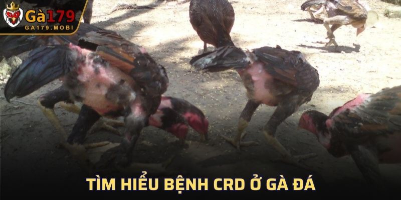 Tìm hiểu bệnh CRD ở gà đá
