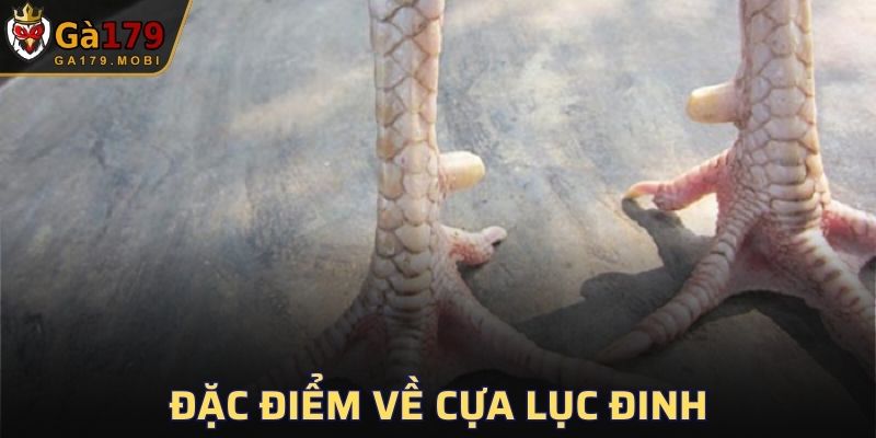 Tìm hiểu các đặc điểm nổi bật để tăng cơ hội thắng khi chọi gà