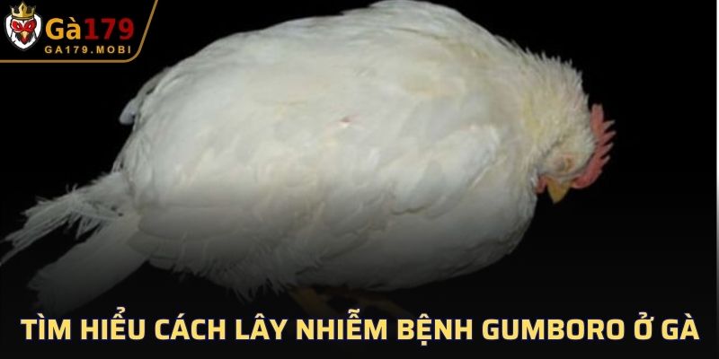 Tìm hiểu cách lây nhiễm bệnh Gumboro ở gà