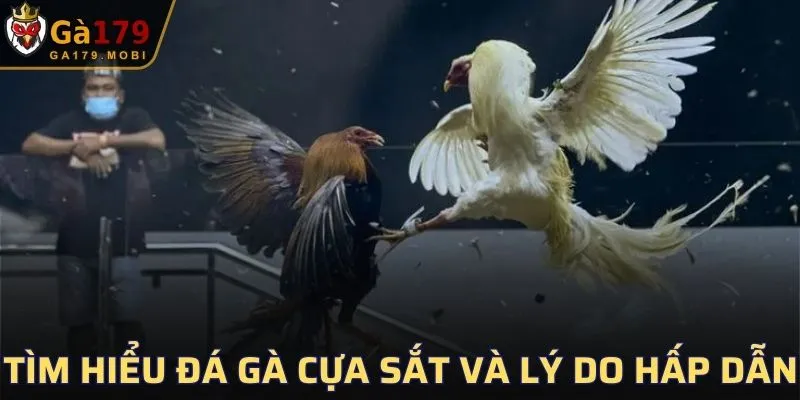 Tìm hiểu đá gà cựa sắt và lý do hấp dẫn người chơi