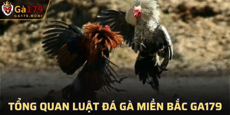 Tổng quan luật đá gà miền Bắc GA179