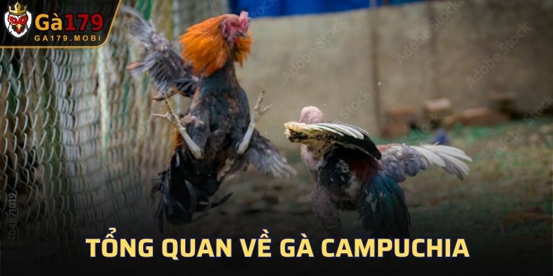Tổng quan về gà Campuchia