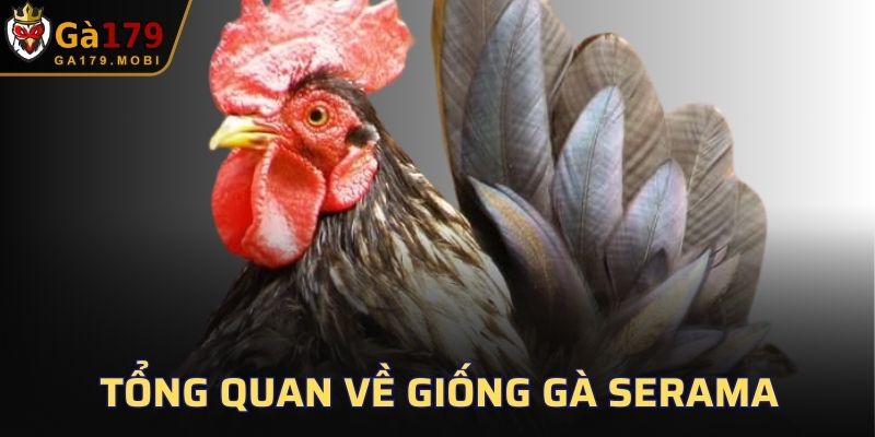 Tổng quan về giống gà Serama