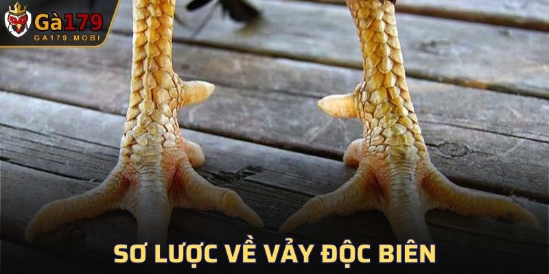 Tổng quan về vảy độc biên