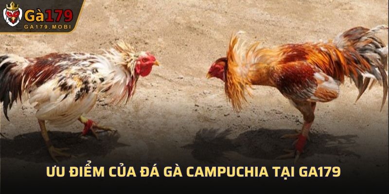Ưu điểm của đá gà Campuchia tại GA179