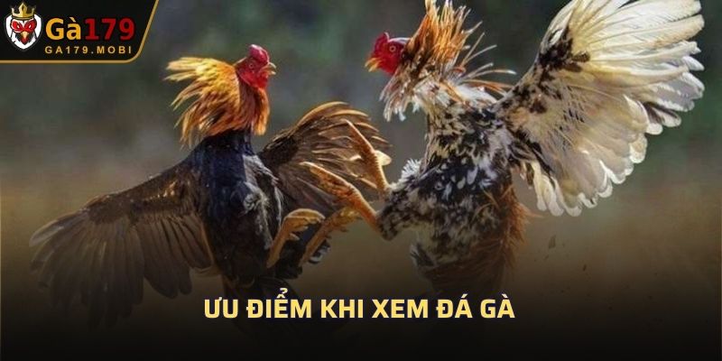 Ưu điểm khi xem đá gà