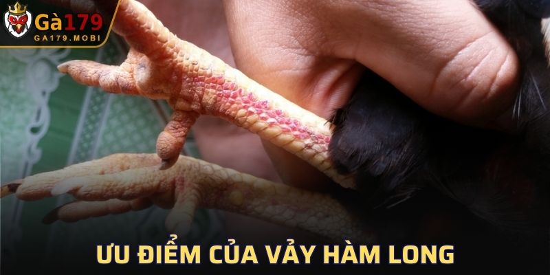 Ưu điểm nổi bật của loại vảy Hàm Long