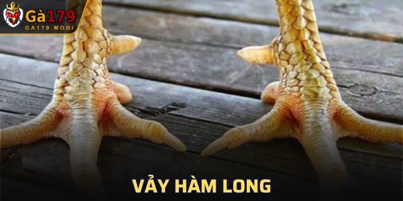Vảy Hàm Long