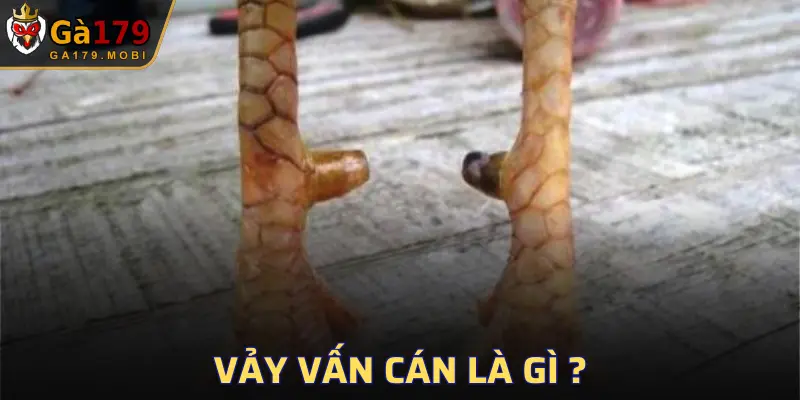 Vảy là một dạng được nhận định khá quý hiếm